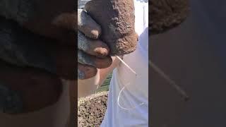 Mega Root - Alfie's Agriculture #allotment #gardening #uk #shorts #diy