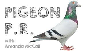 AMANIMALS: PIGEON PR