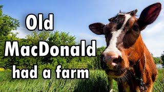 Old McDonald had a farm  Nursery Rhymes   Kids Songs