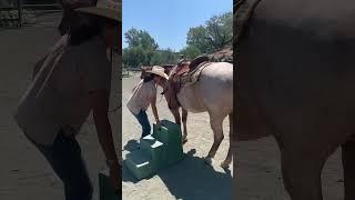 Shadybrook Estate Winery at Rapp Ranch in Napa, California. #napa #vineyard #horsebackriding