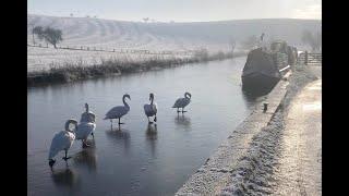 Swans on ice