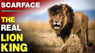 Legendary Lion Scarface & The Story of His Scar | The Rise & Fall of World Famous Lion