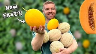 Growing Cantaloupes and Canary Melons From START TO FINISH - Full Guide for Juicy Results!