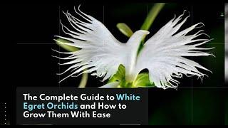 Unbelievable Secret to Growing White Egret Orchids - You Won't Believe What Happens Next!