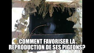 Comment favoriser la reproduction de ses pigeons?