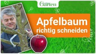 Schritt für Schritt: Apfelbaum richtig schneiden - Gartentutorial für gesunde Früchte