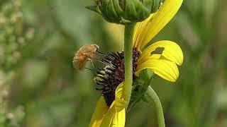 Bee Fly