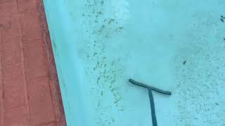 Pool care - Algae or Sand?