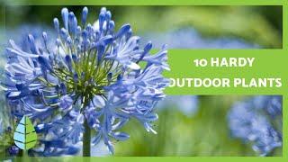 10 HARDY OUTDOOR PLANTS  that survive harsh SUN and the COLD