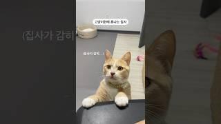 개냥이가 집사에게 서운할때 하는 행동은?