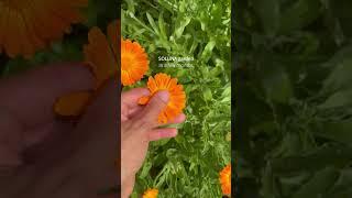 SOLUNA Garden in a few months 