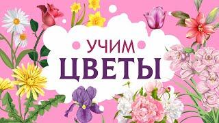 Цветы для детей. Учим названия