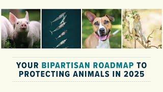 Your Bipartisan Roadmap to Protecting Animals in 2025