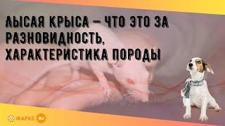 Лысая крыса — что это за разновидность, характеристика породы