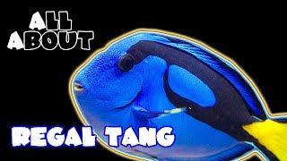 All About The Regal Blue Tang