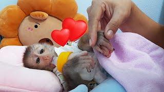 Clever LyLy baby monkey responds unexpectedly when mother feeds papaya fruit