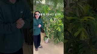 식물과 이야기를 나눠주세요 #plants #monsteraalbo #반려식물 #몬스테라알보 #monstera #알보의왕