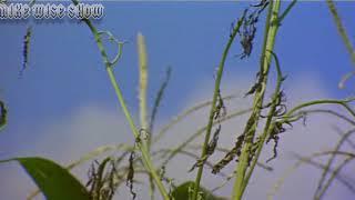 Historical Footage of Wild Cannabis in America