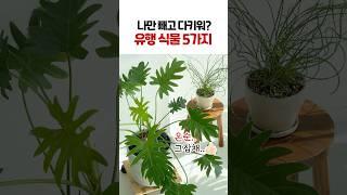이대로 따라하면 우리집도 인스타 감성 완성!! | 키우기 쉬운 인기 식물 | 무늬몬스테라, 셀렘, 석송, 아단소니, 스프링골풀