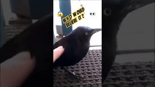 Once in a lifetime! #amazing #wow #crow #shorts #pet #youtubeshorts