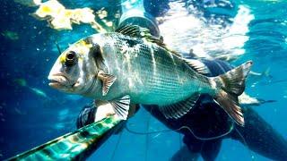 Pesca SUBMARINA con ARPÓN [LAS CABEZONAS han VUELTO a la COSTA] ¡¡CAPTURAS SIN APNEA!!