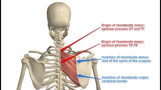 Two Minutes of Anatomy: Rhomboid Major and Rhomboid Minor (Rhomboids)