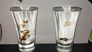 Structured Water TEST! Theoria Apophasis DIY Structured vs Normal - Droplet travel differences