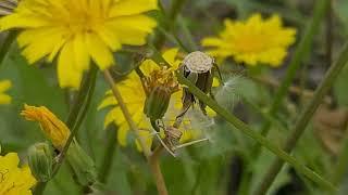 ניסנית ארץ ישראלית ریش قوش Crepis palaestina