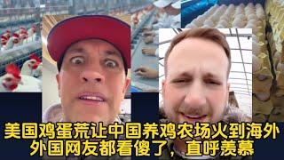 美国鸡蛋荒让中国养鸡农场火到海外！外国网友都看傻了，直呼羡慕