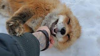 Differences between the Arctic fox, Red fox, and Grey fox species