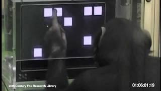 Chimp Beats Human: Intelligence Test