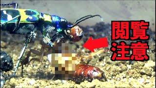Japanese Tiger beetle eats fiercely