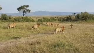 Billashaka males vs Marsh pride lionesses