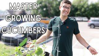 How To Trellis Cucumbers The Budget Friendly Way