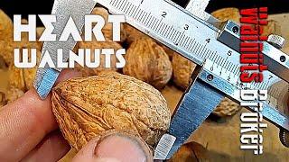 Грецкий орех с светлым ядром Heart от Орехового Барона Walnuts Broker