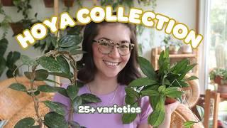 2024 Hoya Collection! 25+ varieties