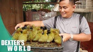 How to start duck farm business?