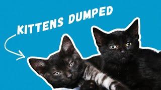 Kittens dumped in freezing weather | RSPCA South Australia