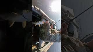 Волга.Никольский Яр. 29.09.2023. жерех