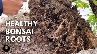 How to Induce Fibrous Roots in Bonsai | Q&A