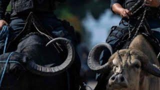 Fact video । ek Aisha desh Jahan ki police petroling ke liye buffalo ka use karte #trending #police
