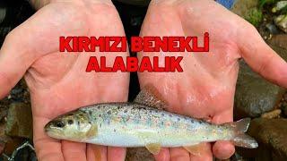 ALABALIK NASIL TUTULUR -ALABALIK AVI TEKNİKLERİ