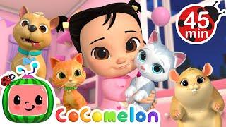 CoComelon Pet Animal Medley with Bingo & Jellybean!  + MORE CoComelon Nursery Rhymes & Songs