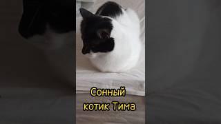 МИЛЫЙ КОТИК ТИМА #мило #милота #коты #cat #кот #животные #animals #котики #котята #домашниеживотныЕ