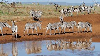 Amazing Safari in Lewa Wildlife Conservancy | Kenya 2020 | 4K-Video