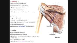 Rotator Cuff Muscles | Origins, Insertions, Innervations, and Actions