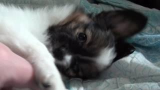 Kennel FCI "DZHERMANOTTA ROYALS". Puppies Litter "Д"