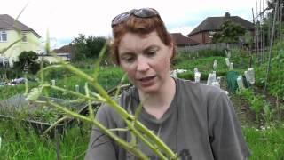 Harvest your broad beans - Claire's Allotment part 166