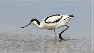 The Silky Sieving Skills of Pied Avocet