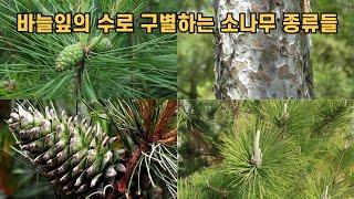 바늘잎의 수로 구별하는 소나무 종류들